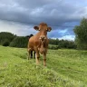 LikerEldreDamer